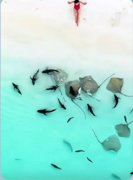 블루